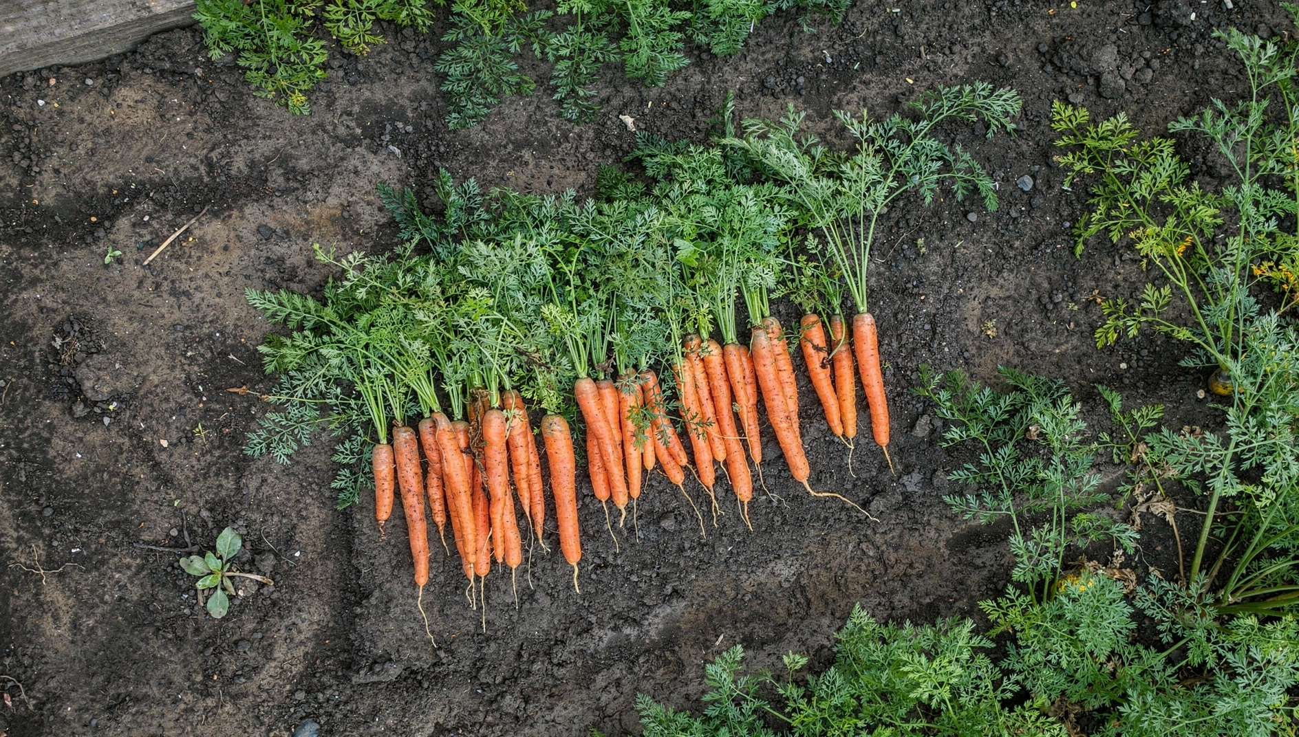 Carrot — hero (AI-generated reference image)